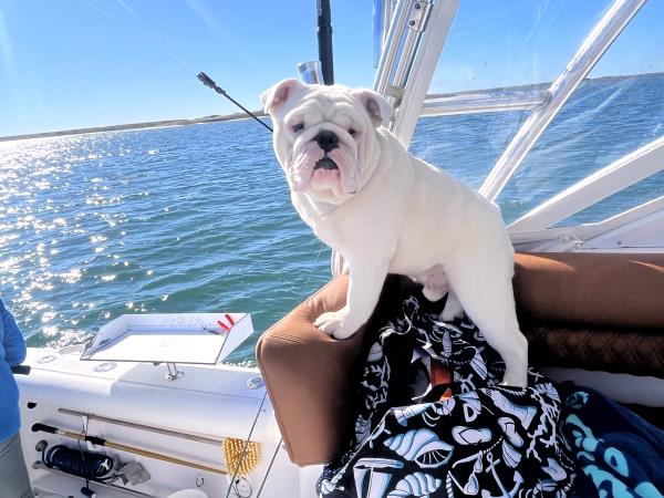 /Images/uploads/Long Island Bulldog Rescue/LIBR-2024-Calendar/entries/31033thumb.jpg